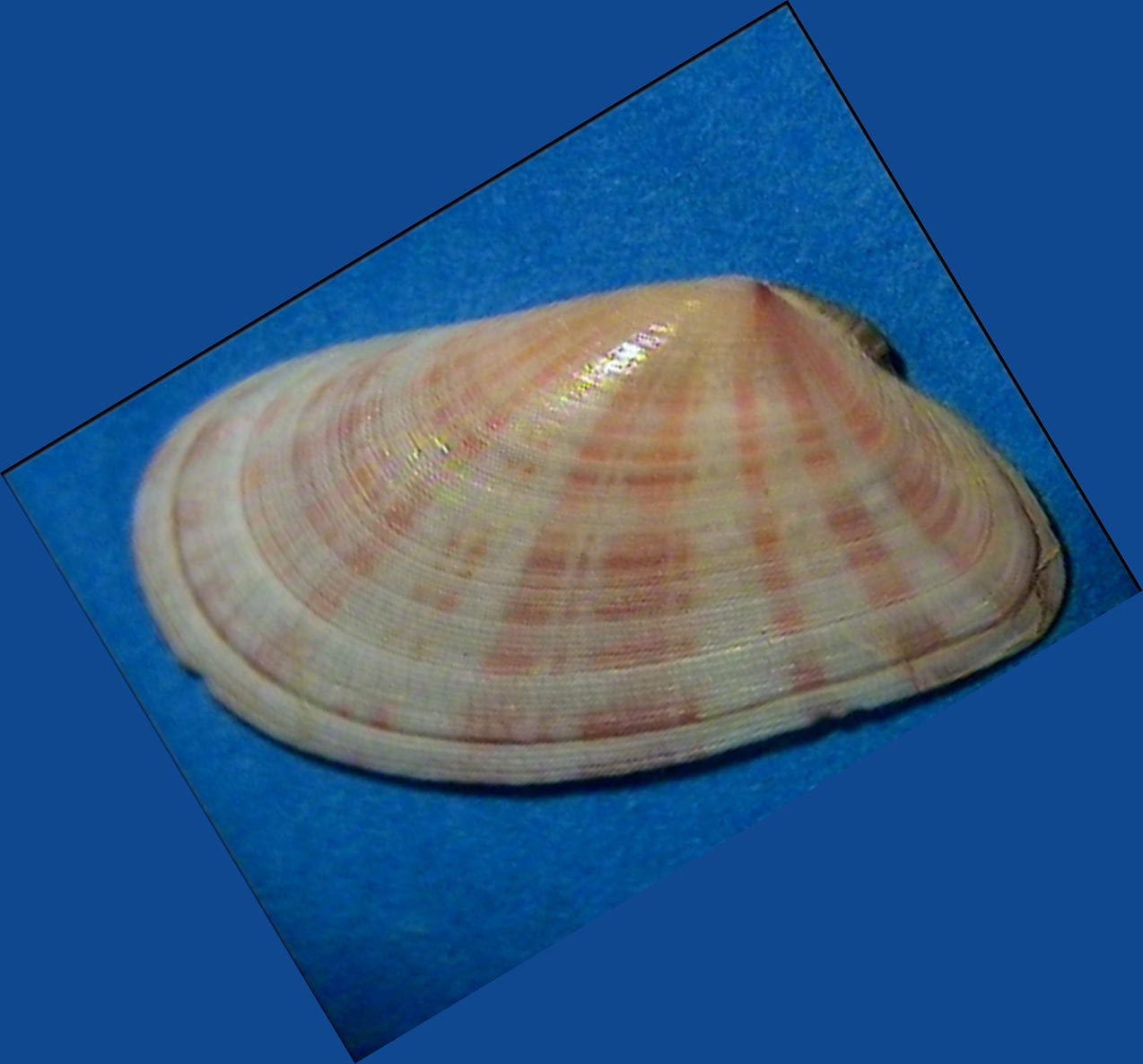 Tellina  donacina ?? (Linn, 1758)  Pliocene Astigiano